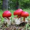 キノピオfunghi キノピオfunghi