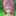 ひめりんご87 ひめりんご87