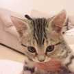 り〜にゃん