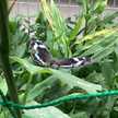 Kookor