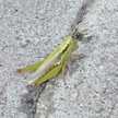 クックU3Y2WQ☆