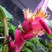 PinkBanana