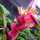PinkBanana PinkBanana