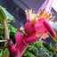 PinkBanana