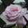 coerulea coerulea