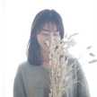 kotoshiho