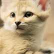 sandcat