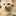 sandcat sandcat