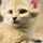 sandcat sandcat