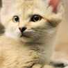 sandcat
