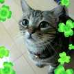 しいねこ