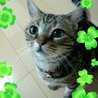しいねこ