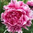 Martha775