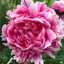 Martha775