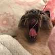 ぴちくーる