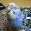 ナオコンブ