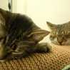 mayacat