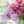mutsumi_
