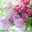 mutsumi_