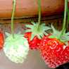 ちゅら