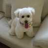 hirocom
