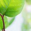 Moringa