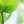 Moringa