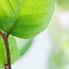 Moringa