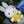miffy.love