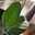 PEAME