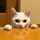 めこたむむ