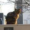 猫侍さん