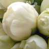 whitepeony