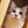 ぽえよん