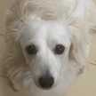 maro_white