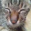 yannosuke