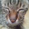 yannosuke