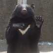 クマコ
