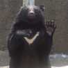 クマコ