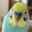 お菓子好きなインコ