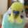 お菓子好きなインコ