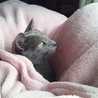 ✿GINhaha✿