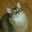 猫手毬