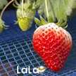 lala*
