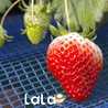 lala* lala*