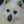 dogmirko