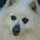 dogmirko