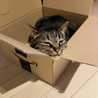 わがはいはねこねこ