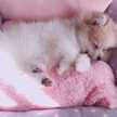 iきなこ♡