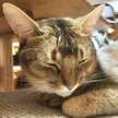 mintocat♡